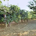 Gospodarstwo agroturystyczne Belvedere Cramaccioli