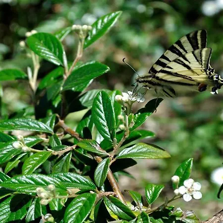 팜스테이 Belvedere Cramaccioli *